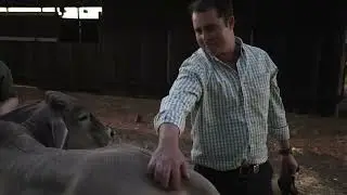 Meet our Aussie beef partners