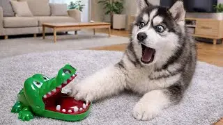 You Will Die Laughing At These Dogs😹🐶 The Funniest Dog Moments Compilation 🐾