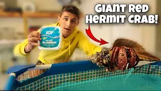 FEEDING My EXOTIC GIANT RED HERMIT CRAB!!