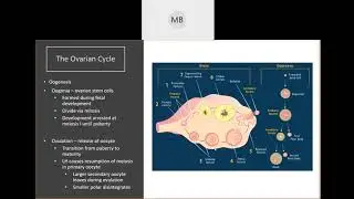 Female Reproductive System