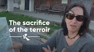The Sacrifice of the Terroir, Jill Matthiasson, Napa Valley