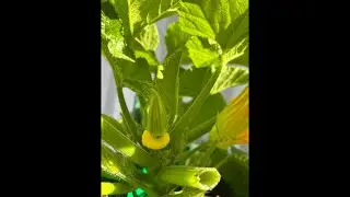 TAS book 📕  yellow squash # veggie 🥗 garden #australia #2025