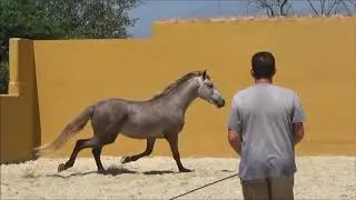 Cartujano, PRE Wallach, geboren 2017, roh