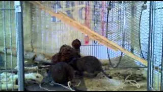 degu auf futterjagd