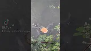 FEEDING MASSIVE CARP AND BOOM you see it