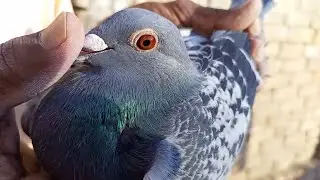 top 3 young star racing pigeon 😍🤓