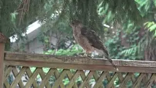 Coopers Hawk hunting on driveway fence