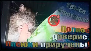 Полное доверие! 😘 Пасюки приручены и контакт налажен. 🐭 (Wild Rats | Дикие Крысы) 🐭