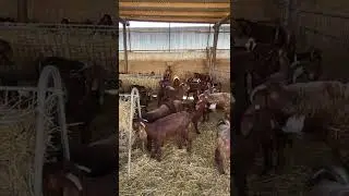 Κατσίκια Δαμασκου/ Dini Farm