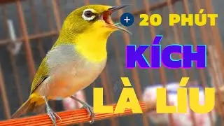 Vành khuyên líu đấu. Kích lửa vành khuyên líu đấu | SIÊU HAY | Khuyên líu kích bổi. khuyên líu. bird