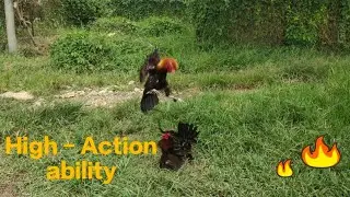 HIGH ACTION MAGNUM HATCH🐓