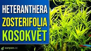 Heteranthera zosterifolia - Kosokvět &uacute;zkolist&yacute; - Akvarijn&iacute; rostliny | SURPAN.cz