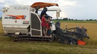 Rice Combine Harvester Machine Working SKill,  Kubota Harvester In Agriculture Action