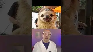 How animals look smiling