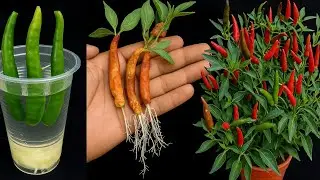 ,,How to Grow Chillies Plant from Cutting Chillies In A Water,,