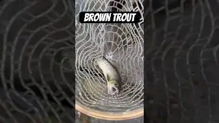 Brown Trout #howtocatchfish #pikeperch #pafishing #delco #chestercreek #troutfishing #spinner