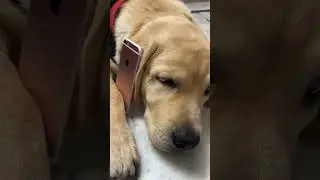 #dog #labradoor #viral #labraworld #puppy #labradorr #doglover #labrador #laby