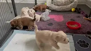 Bichon Havanais hvalpe 4 uger .