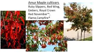 Spring Fever Garden Forum 2018: Small Ornamental Trees for North Dakota Landscapes