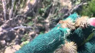 Burrs:  Nature's Velcro