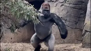 Silverback Gorilla tears apart a tree