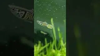 RARE Tiger Endler Fish #guppy #aquarium #endler