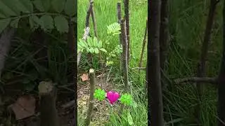 Рябина в саду да или нет ? #garden #сад #garten #relaxing #tiktok