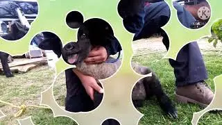 Constantes fisiológicas en ovinos jóvenes.