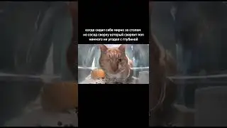 сосед сверху #кот #сосед #мем #днотырнетов #eepy