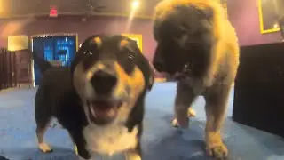 Merle Corgi Tolerance Building With Exposure Therapy & Good World Theory | Cane Corso Distractions