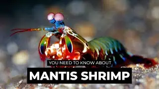 Mantis Shrimp 🦐 Nature's Technicolor Assassin | The Wise Hub