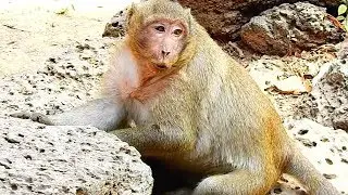Much pity! Why Sweet pea Scare and  Cry ? Sweet pea monkey lost Mom Popeye .