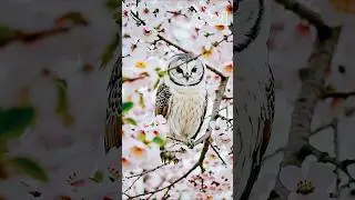 Cute Owl  | Bird Sounds for Kids | #shorts