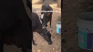 A Cow licking another cow under a tree shade on a hot noon