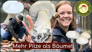 Pilzrunde im Hauswald - Speisepilze im November? Ja! Pilze suchen im November 2023