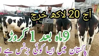 Salsm Mamdi Bhalwal Australian Friesian Heifears ll Cholistani Cross Heifears  For Sail 