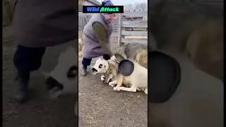 🐺 Wolf Attacks Sheep&hellip; But Didn&rsquo;t Expect THIS!