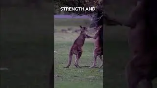 Kangaroo Fight: Nature's Ultimate Showdown for Dominance #youtubeshorts #viral #nature #animal