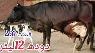 15 January 2026جرسی کراس تازہ سوئی گائے سیل آن پاکستان یوٹیوب 03051845466
