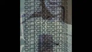 ortdxcoma - hellmari