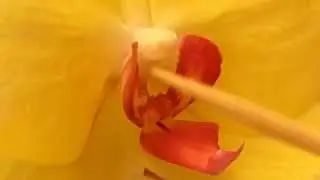 Orchid Pollination: How to pollinate a phalaenopsis flower?
