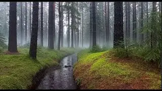 Pouring Rain in a Misty Forest 🌧️ Heavy Rain Sounds for Sleep, Relaxation & Focus (No Music)