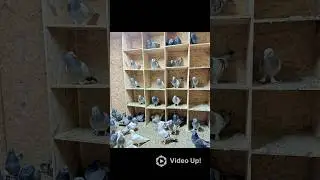 Gece kuşu bu olsa gerek birbirinden g&uuml;zel &ouml;zel ve cins kuşları k&uuml;mesleri sizler ile paylaşacağım