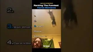 Ranking The Funniest Ferret Moments🦦😭#funny #shorts #viralvideo #animals