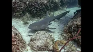 Lionfishing near Allegator Reef Lions, Nurse Sharks, Eels and Queen Angels