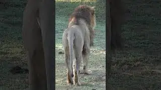 Male Lion stands motionless