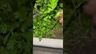 #Coriander harvest #organic #shorts