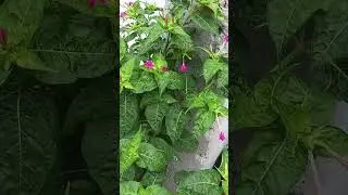 #trending वेरी good picture 🖼️#सुहाना safar tauqeer khan Bareilly Uttar Pradesh India 