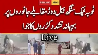 Toba Tek Singh Bull Race | Toba Tek Singh TV