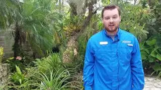 Roots Above: Strategies Air Plants Use to Survive